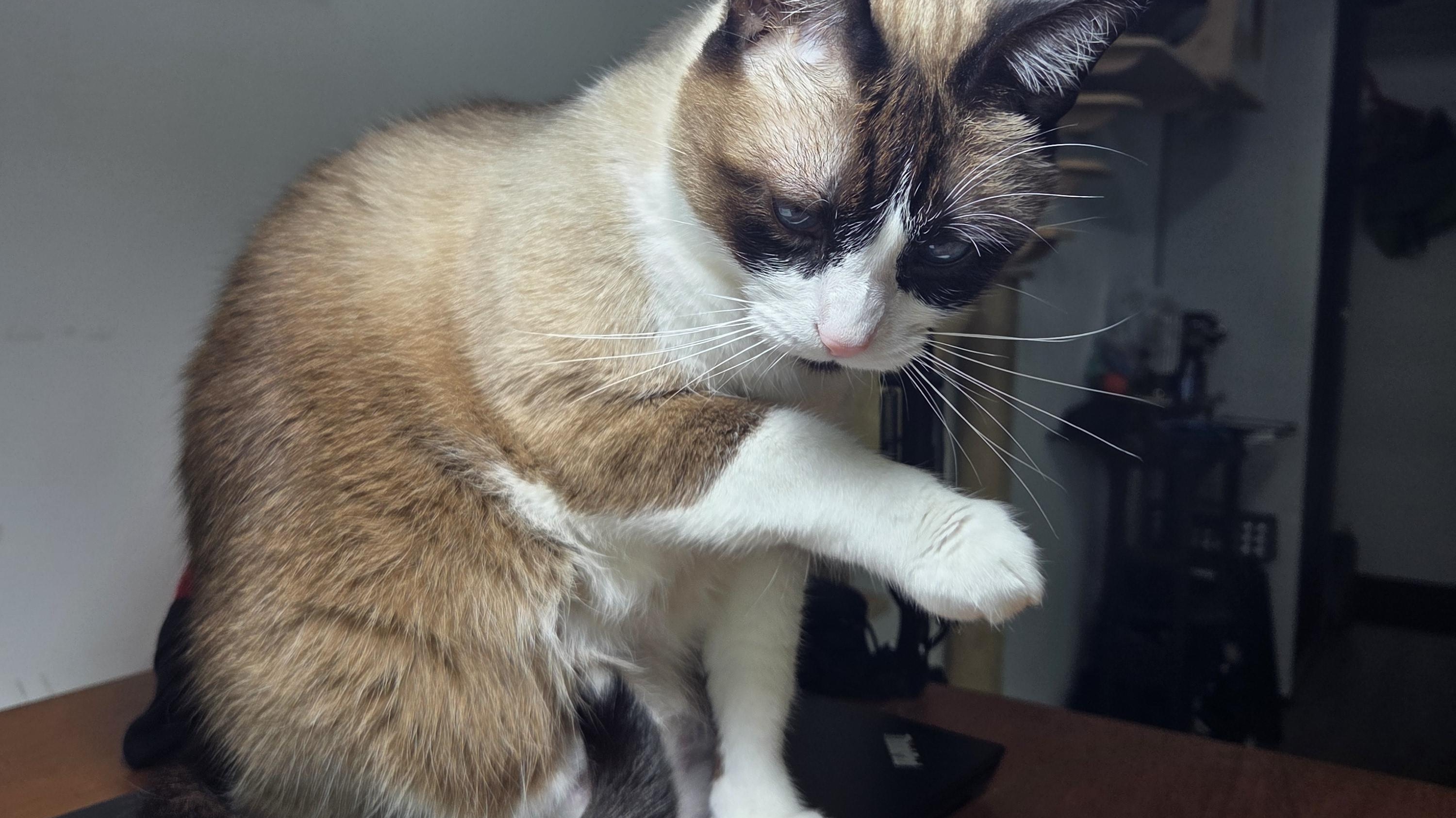 Gordo sitting on top of the ThinkPad laptop under the desk spotlight, paw raised.